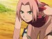 608410sakura shippuden.jpg